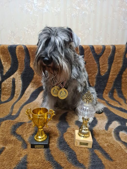 Кобель цвергшнауцера для вязки