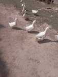 Kaczka Pekin kaczka pekin