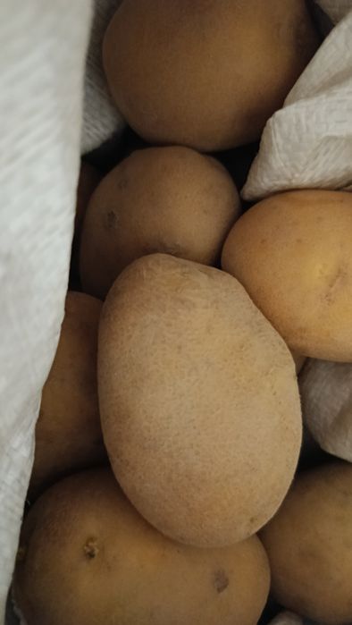 Ziemniaki jadalne ziemniaczki kremowe duże eko