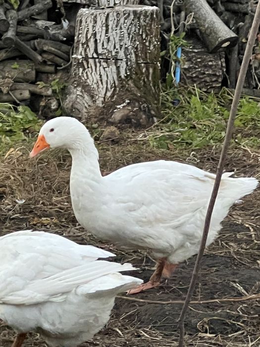 Мамути. Гусаки Мамути