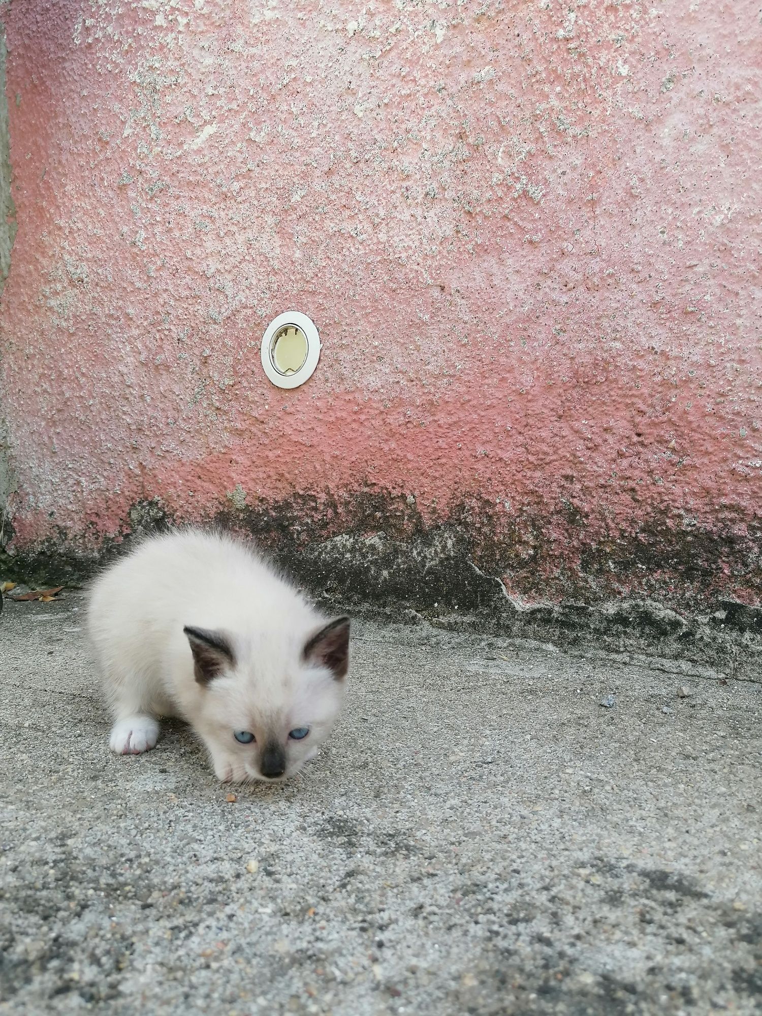 Gatos bebés 2 fêmeas