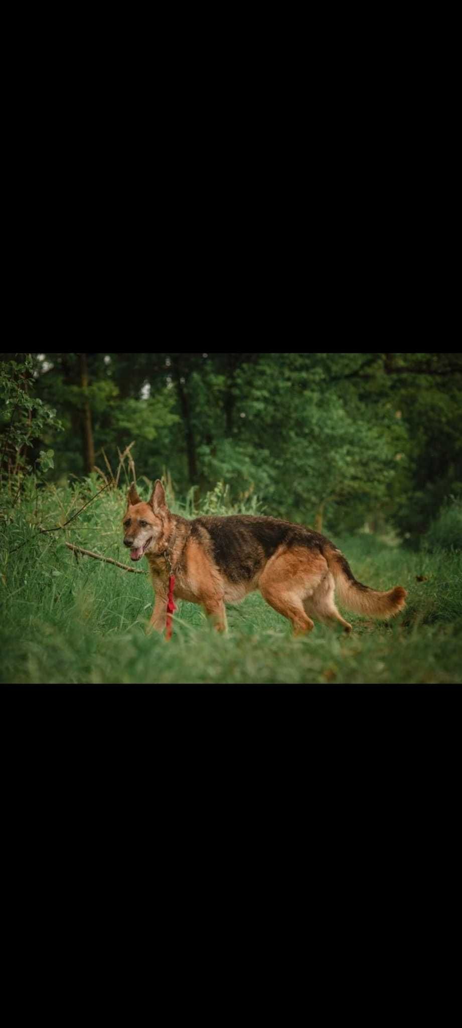 Mądra, kochana Greta- zna wiele komend.