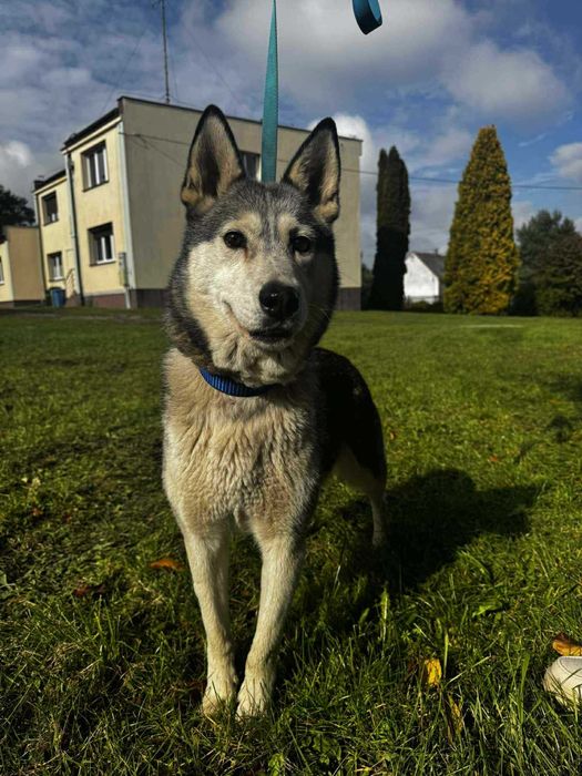 Luna szuka domu w typie Husky