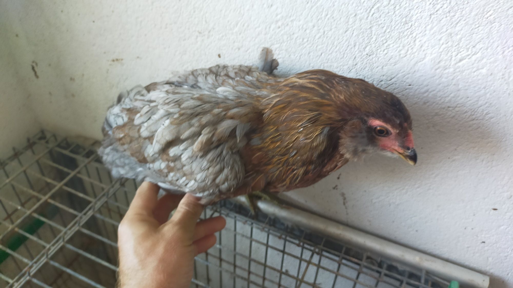 Galinha Araucana
