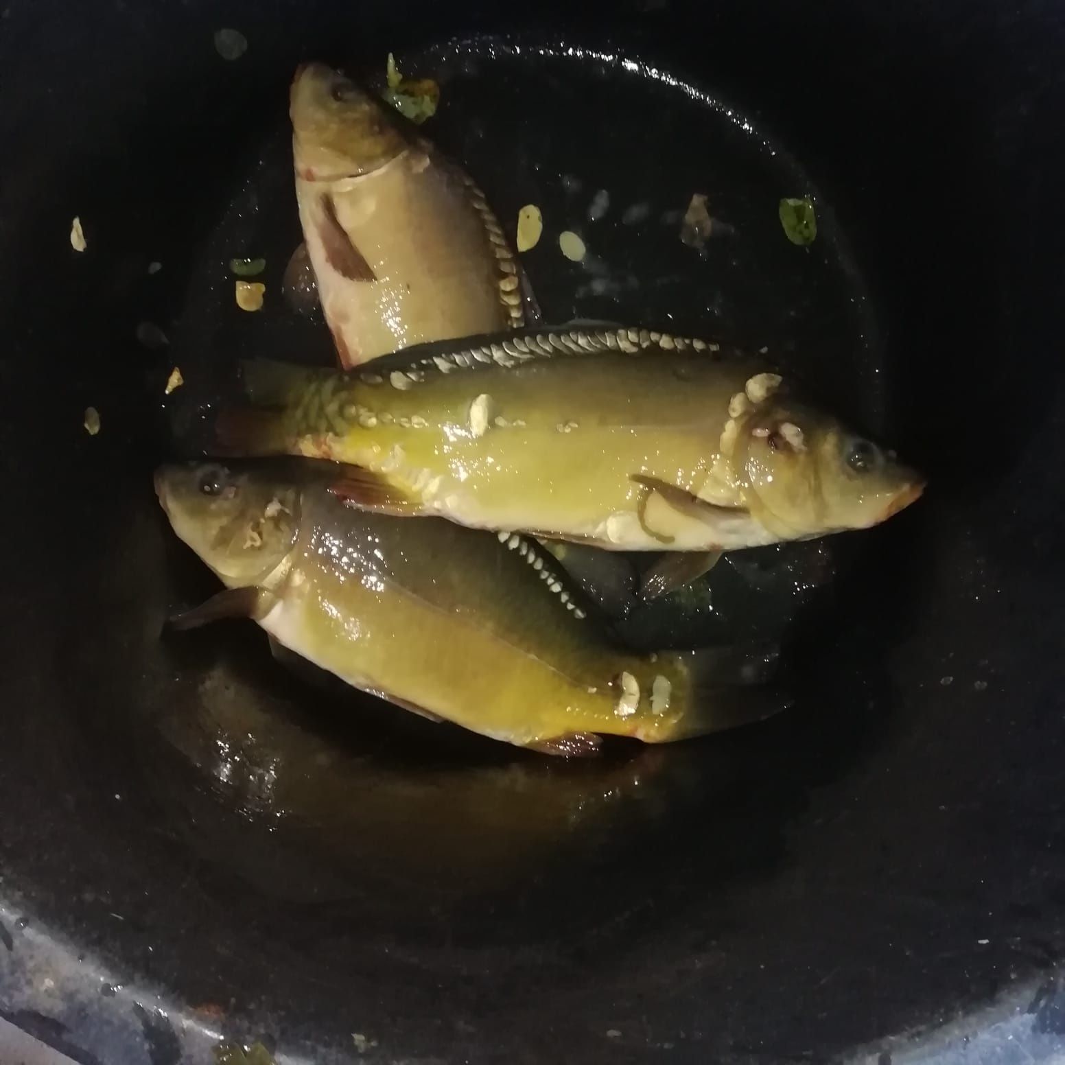 Karp Sum Szczupak Sandacz Jesiotr Lin Amur Karaś