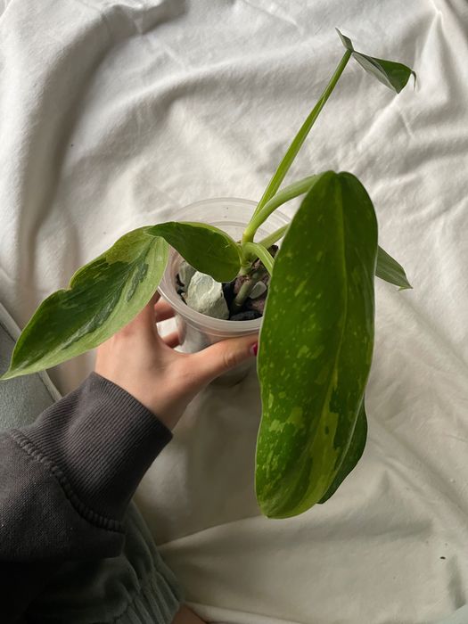 Philodendron jose buono variegata