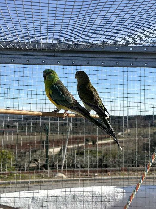 Casal de Red Rumpeds para Cedência