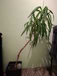 Juka w doniczce 140 cm