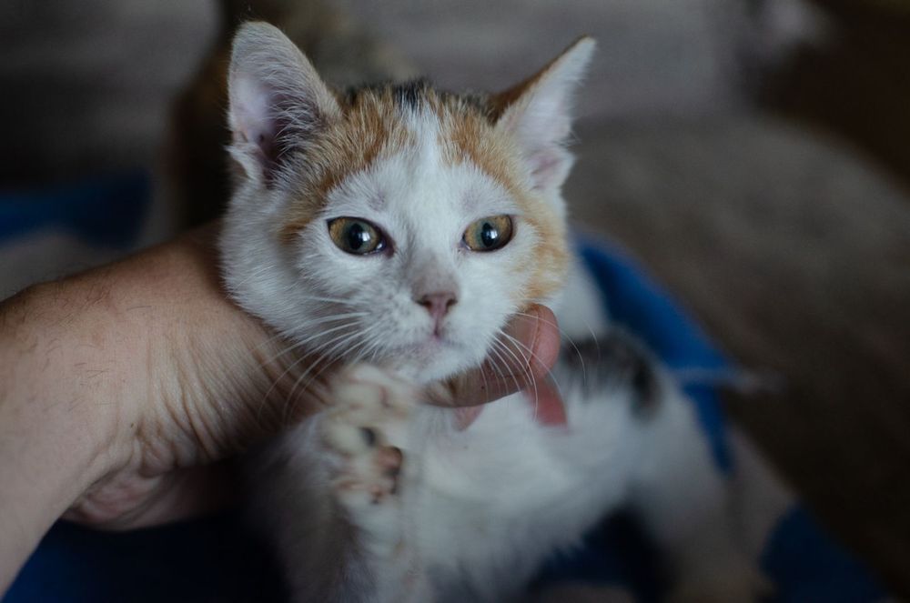 Трёхцветная киса ищет хозяина