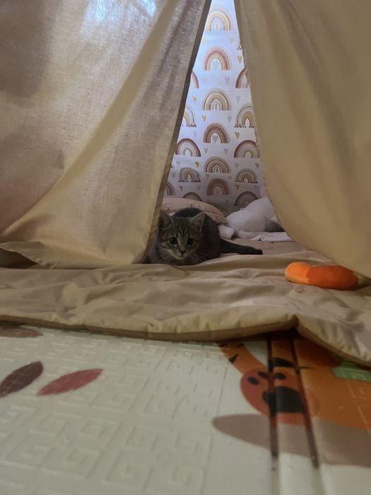 Віддамо кицю в добрі руки