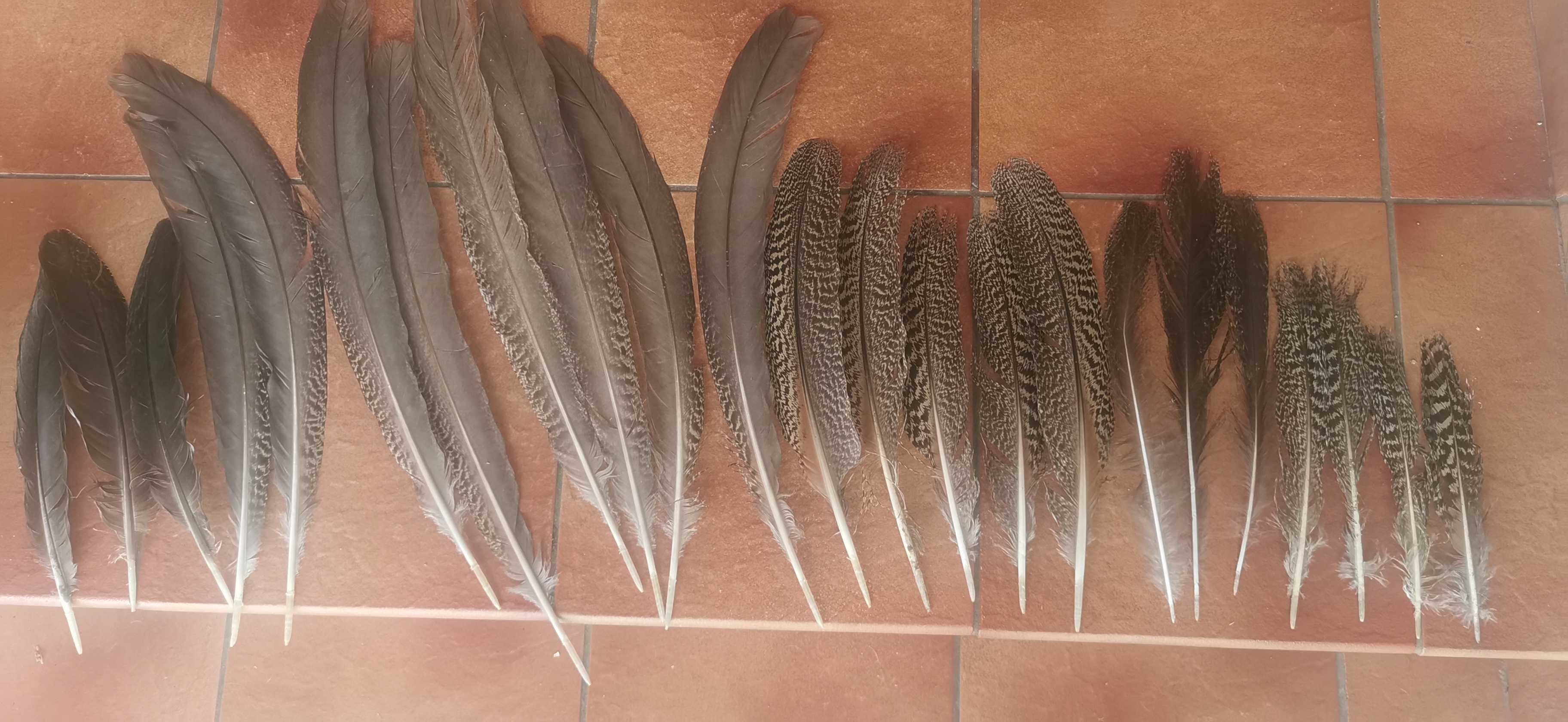 Ptasie piurka (lotki)