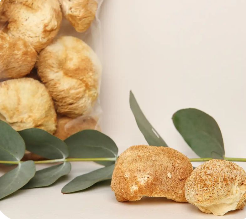 Їжочик гребінчастий, Ежовик, Єжовик, Lion’s mane (Hericium erinaceus)