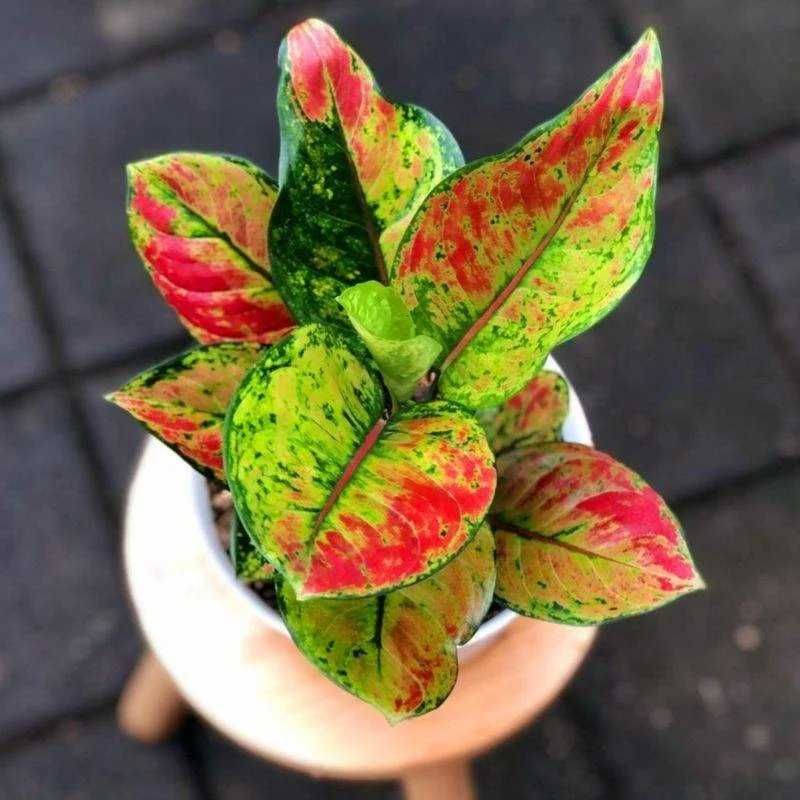 Aglaonema Red Heng Heng sunset Monstera kwiat roślin piękna philodendr