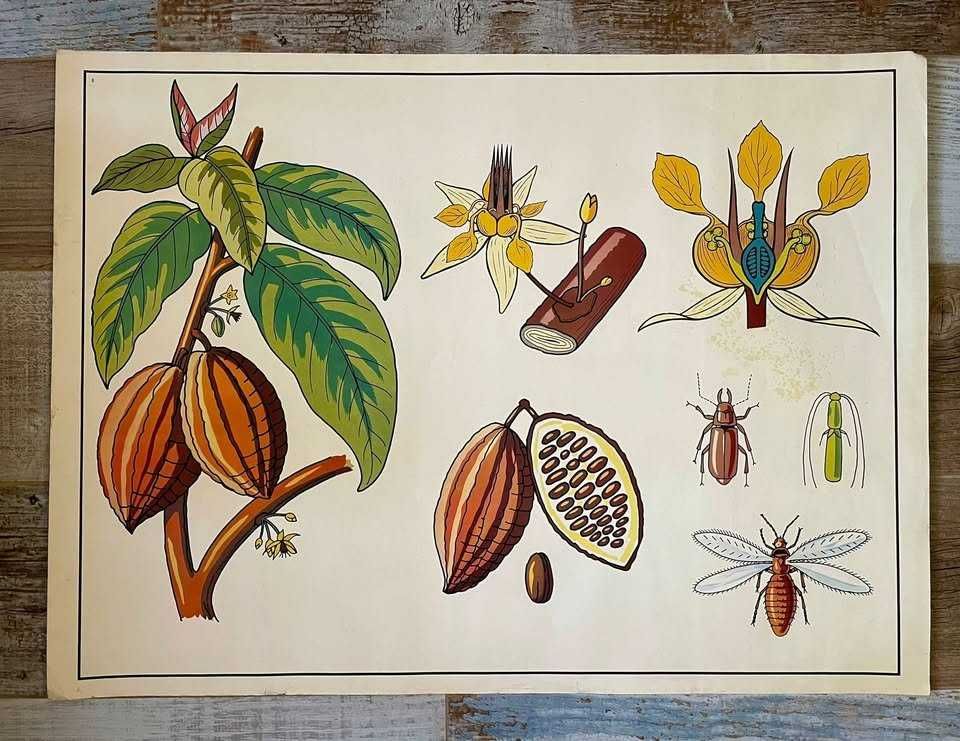 Materiais didáticos, mapas, gravuras, antigos e vintage