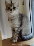 Prześliczny kocurek Brytyjski Silver -Tabby jak z reklamy rodowodowy