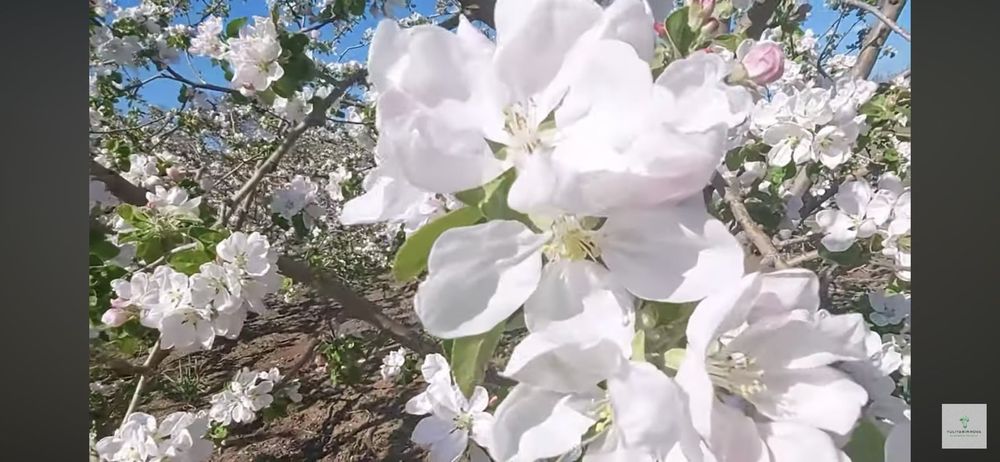 Обрізка, формування декоративних дерев і кущів