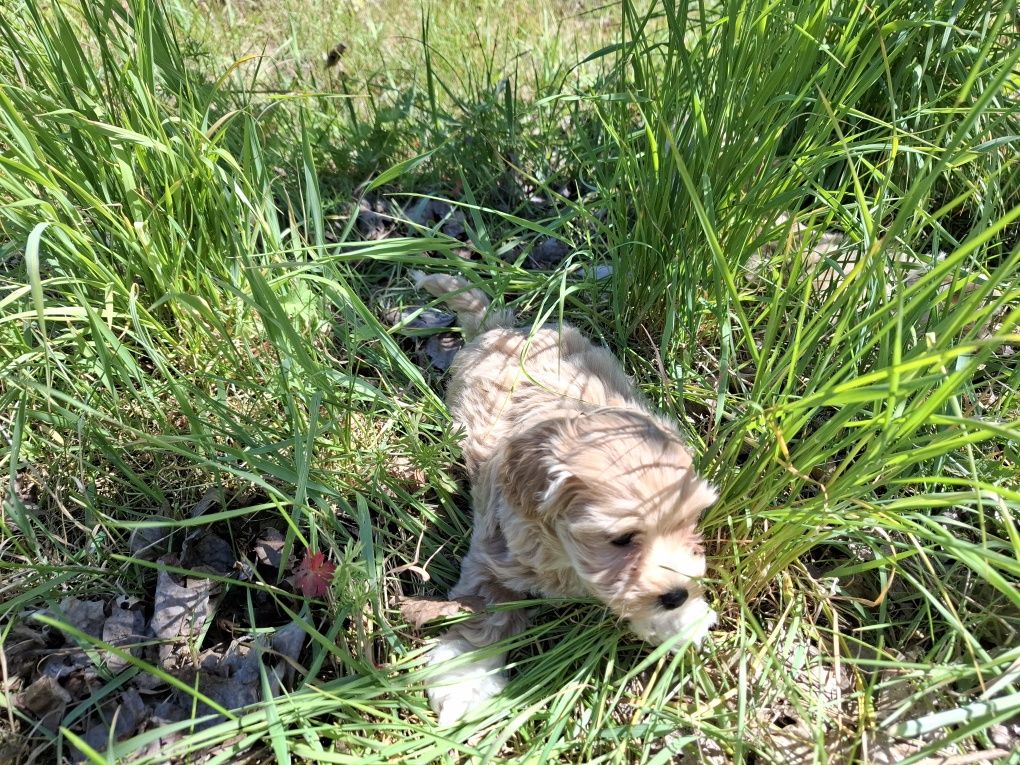 Maltipoo szczeniak