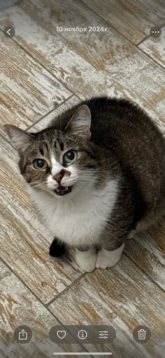 Пропала кошка  Киев