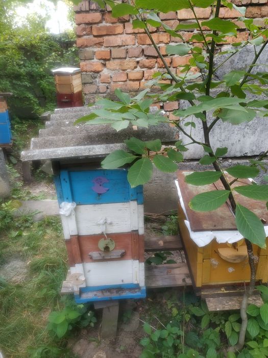 Продам пасіку бджолосімї з вуликами(рогаті)