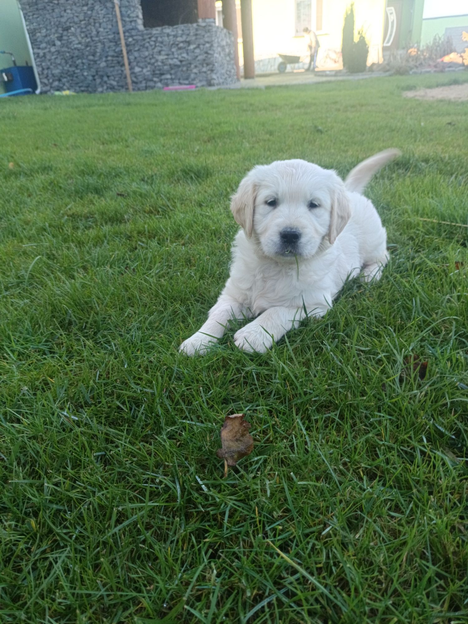 Golden Retriever śliczny piesek