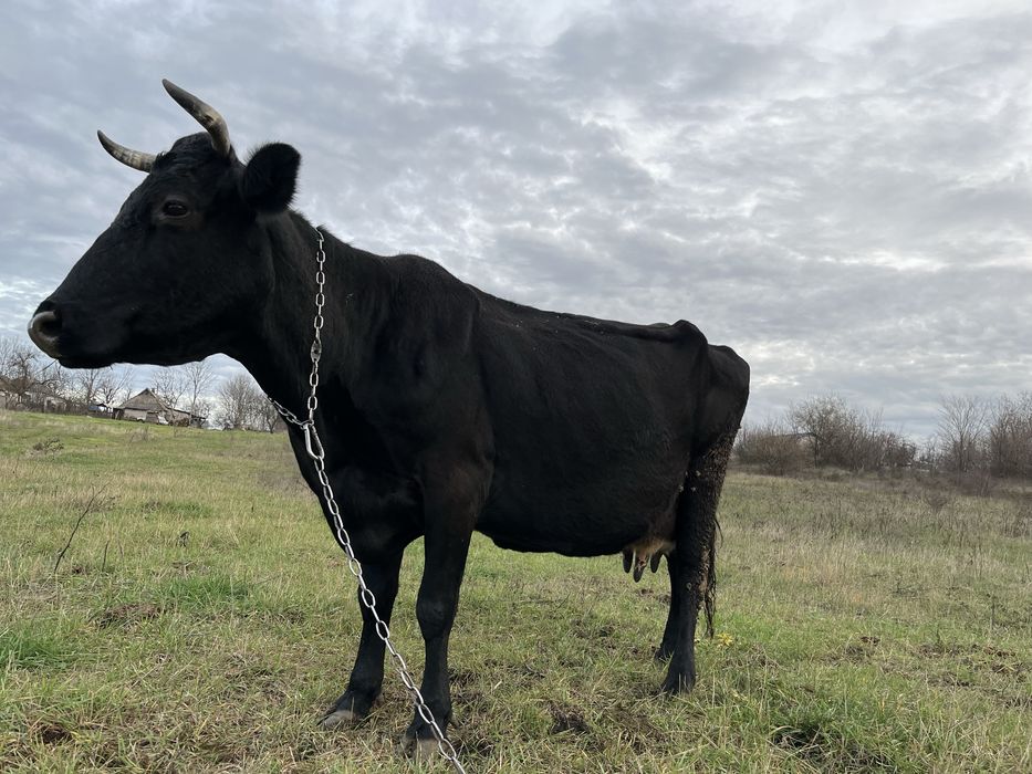 Корова, вік 10років