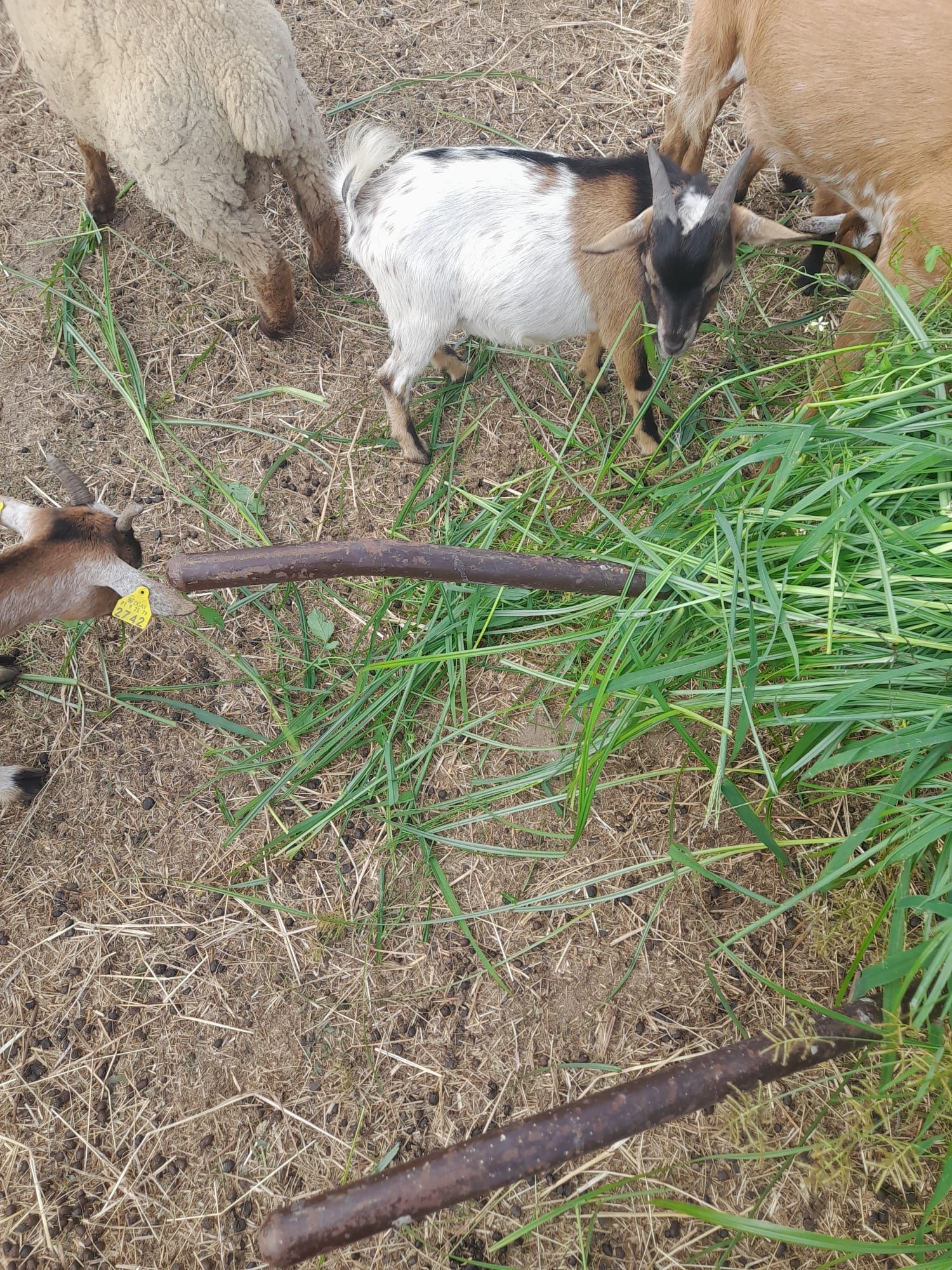 Cabras anas linda