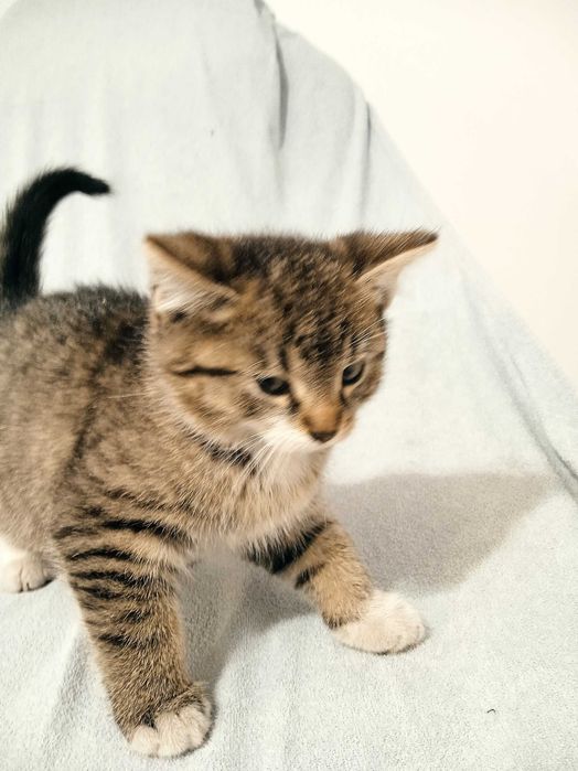 Oddam za darmo kotkę i kocurka