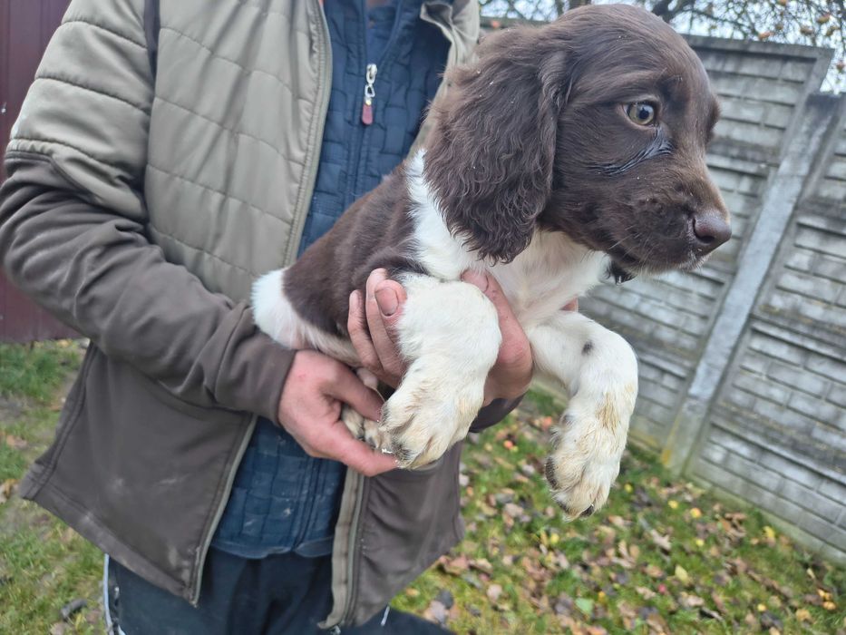 Mały munsterlander piękny szczeniak piesek