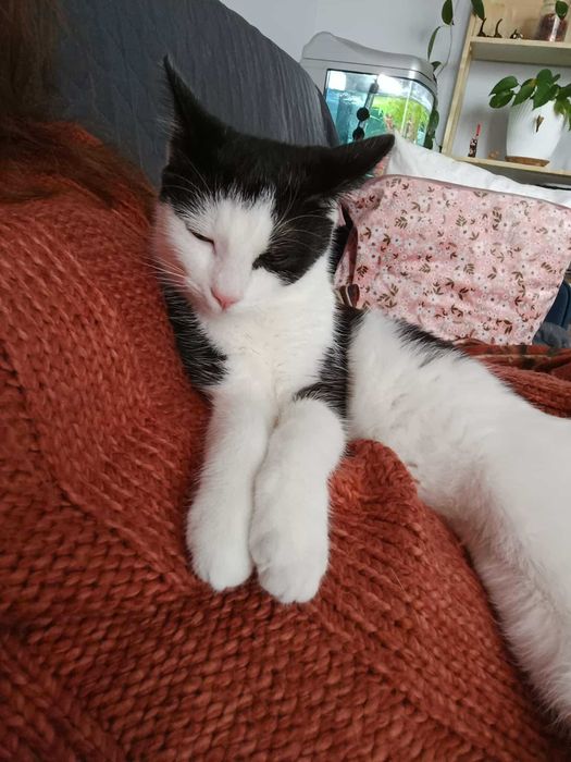 Kitka - kotka do adopcji