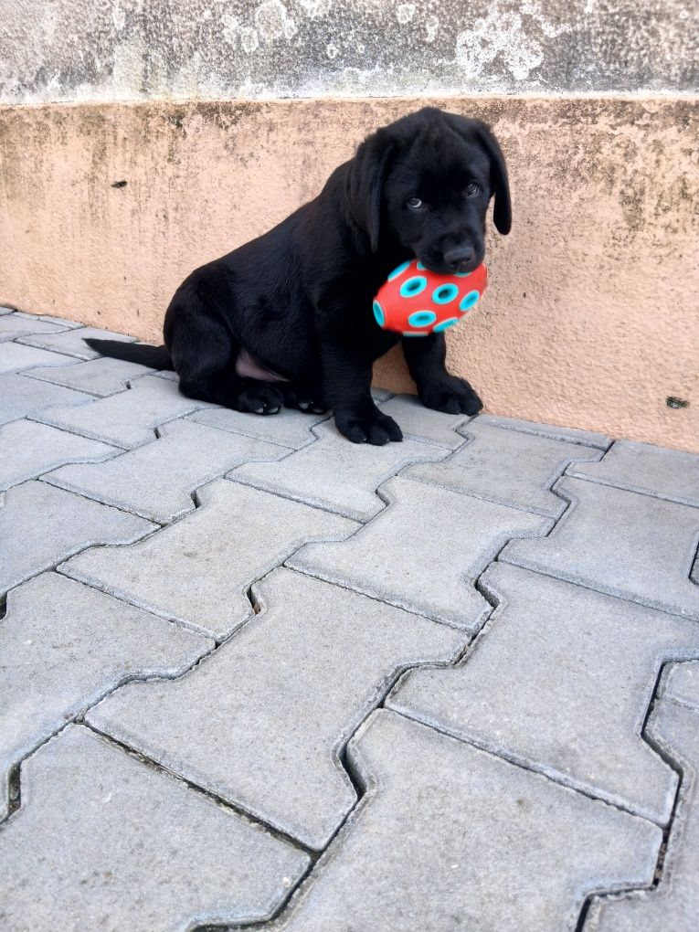 Labrador Retriever preto macho com Lop