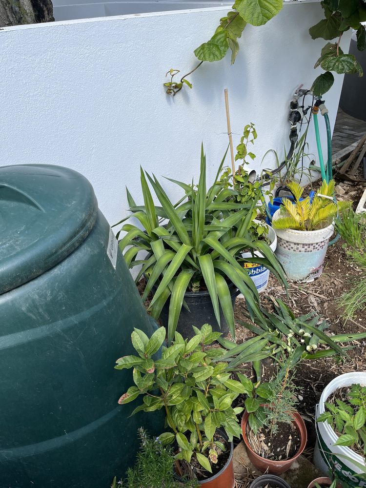 Yuca (5 pés) planta