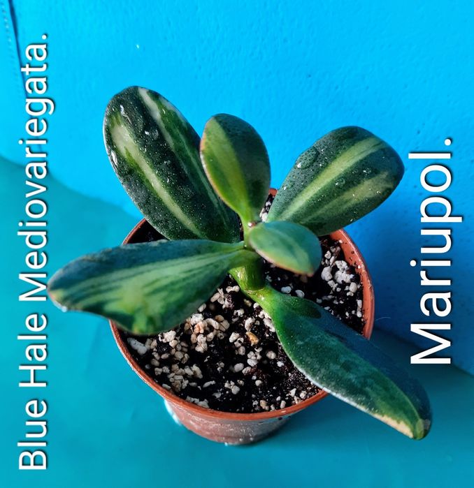 Редкие, коллекционные сорта крассул толстянок денежных деревьев суккул