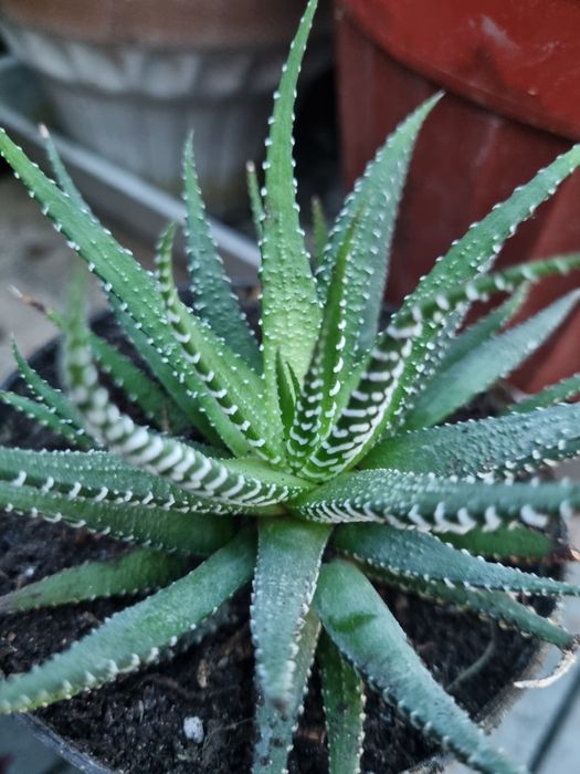 Хавортия полосатая