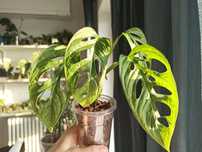 Monstera Adansonii Variegata 'Mint'