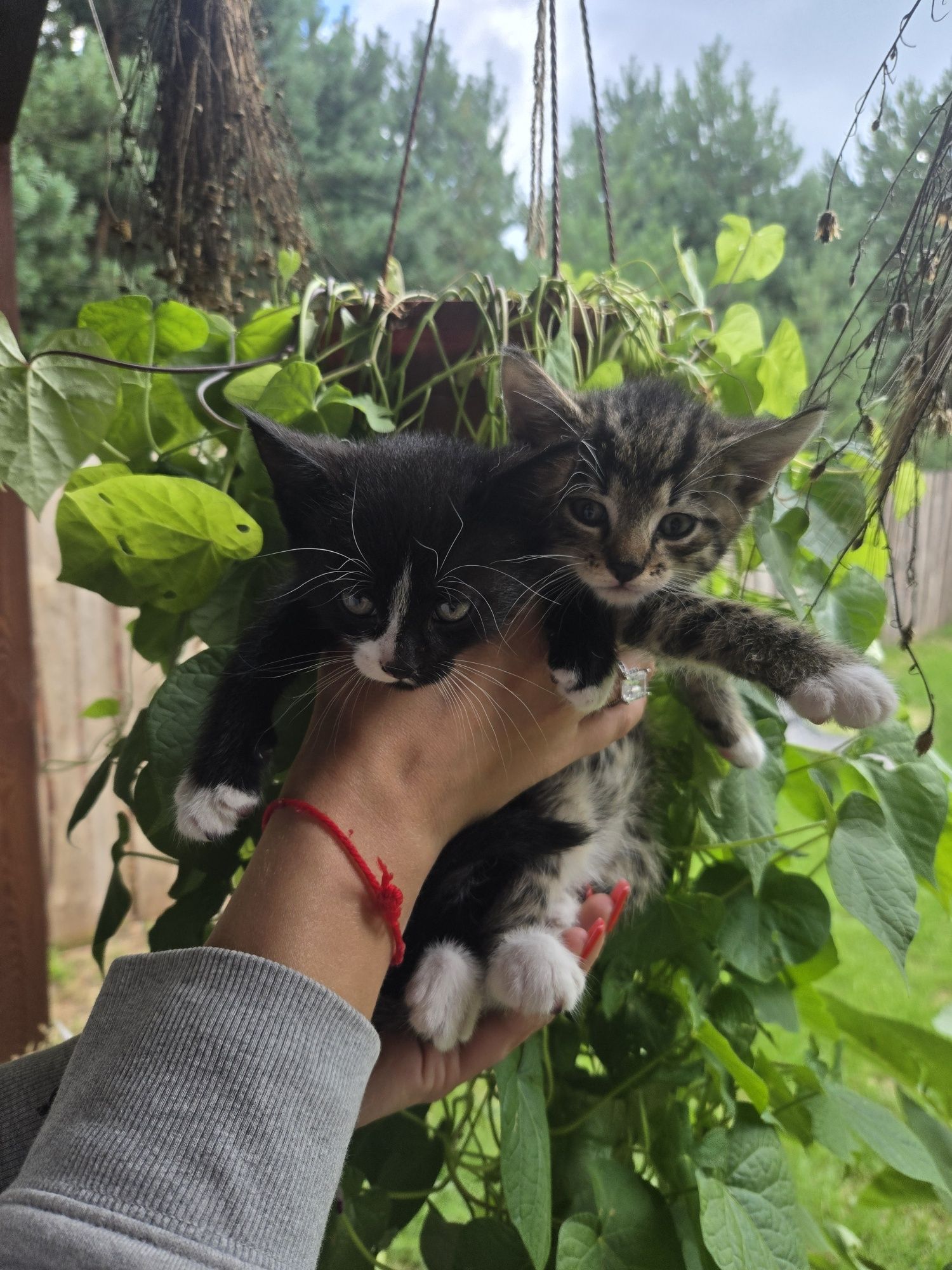 Oddam kotki dla ludzi kochających zwierzęta