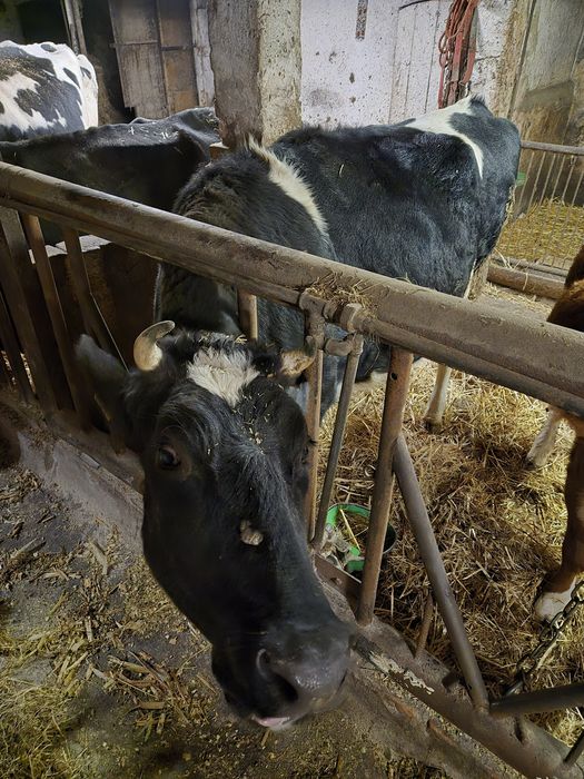 Sprzedam jałówkę HF cielna