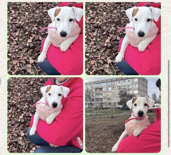 Красивая девочка джек рассел терьер ищет родителей