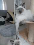 Ragdoll kotka gotowa do odbioru