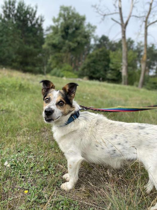 Uśmiechnięty Morus - kandydat na Twojego przyjaciela!