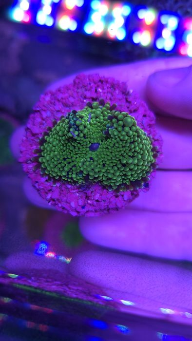 Ricordea Florida Green Fluo - koralowiec morski