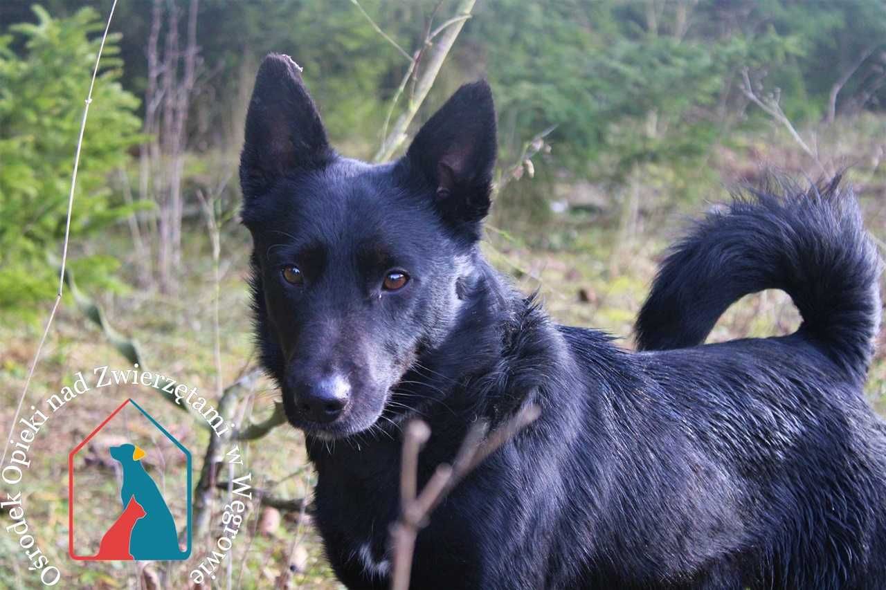Młody, bardzo fajny,  przyjazny piesek Karlos szuka domu!
