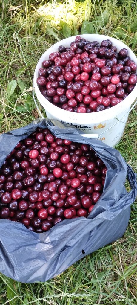 Продам домашні черешні