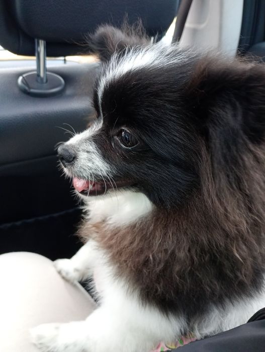 Померанский шпиц девочка