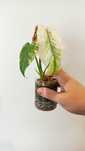 Monstera mint - ukorzeniona sadzonka