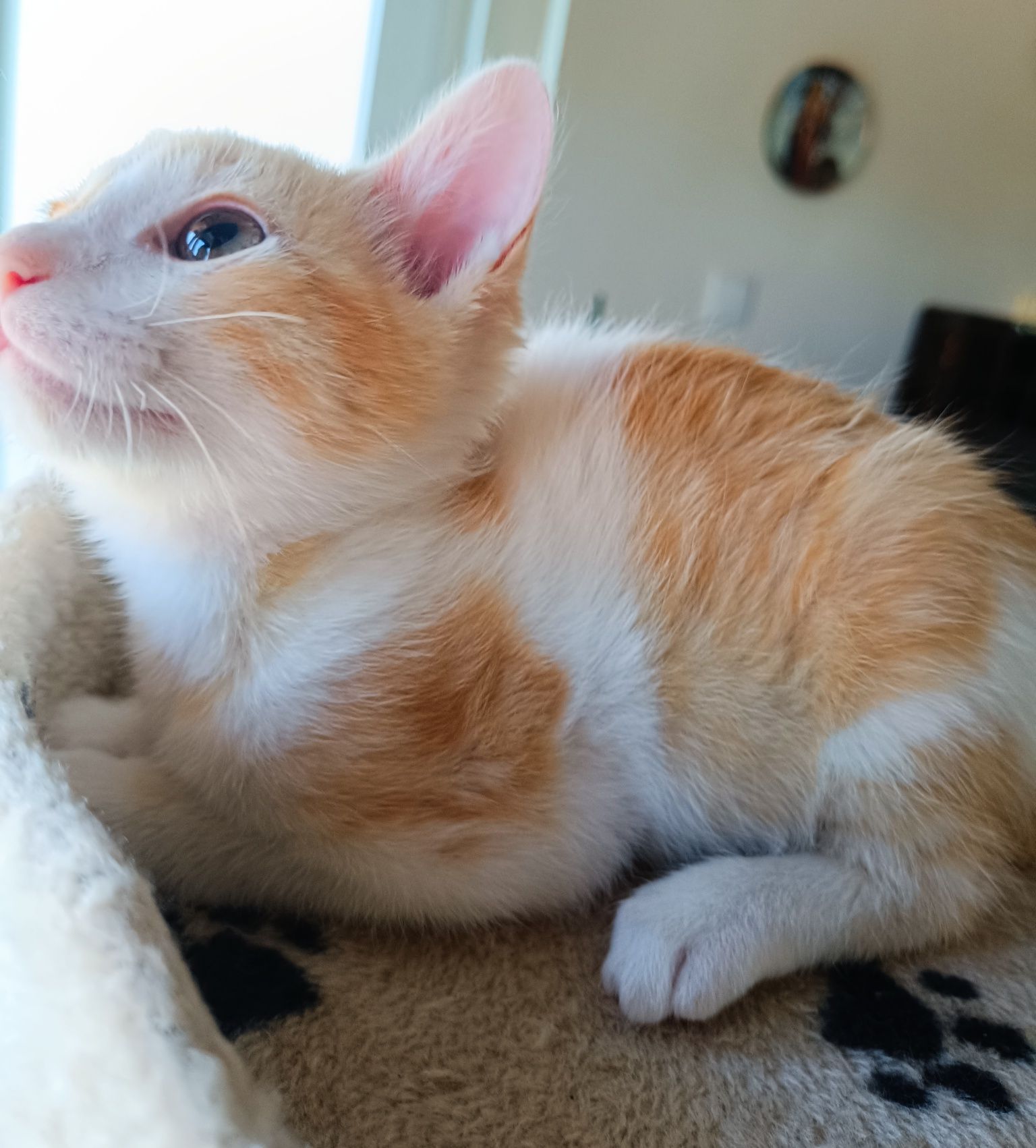 Gatinho para adoção em Viseu