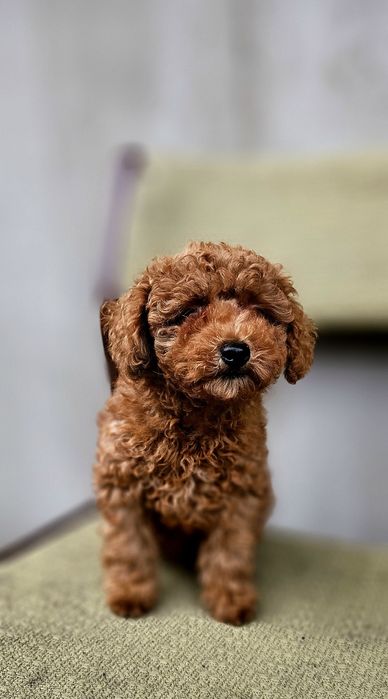 Piękny szczeniak pudla toy