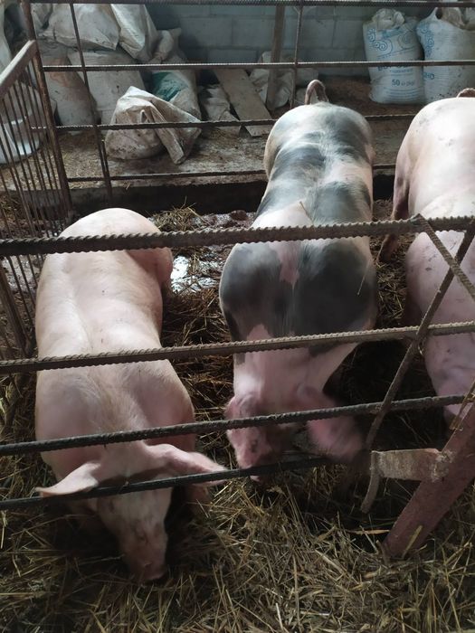 Продаються свині (с. Нова Василівка, Житомирська обл.)