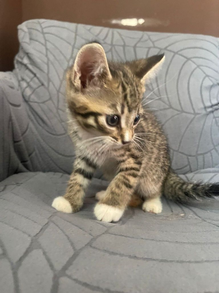 Natan I Syfon polecają się do adopcji!