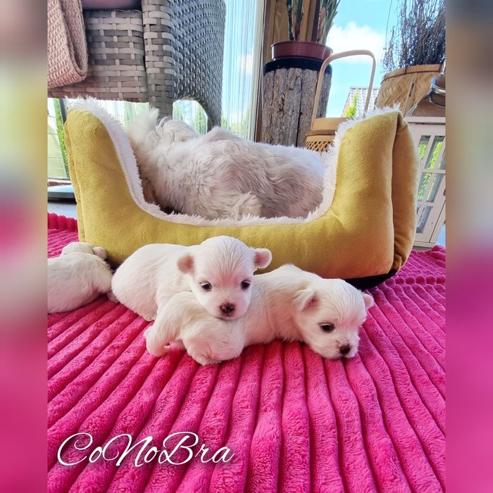 Maltańczyk maltańczyki szczeniaki