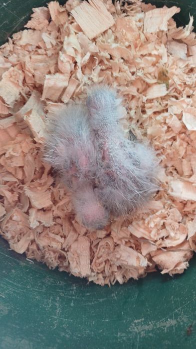 Loris molucanos para acabar de criar á mão